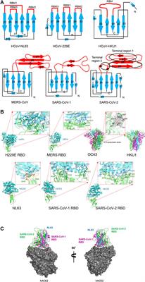 Structural Requirements and Plasticity of Receptor-Binding Domain in Human Coronavirus Spike